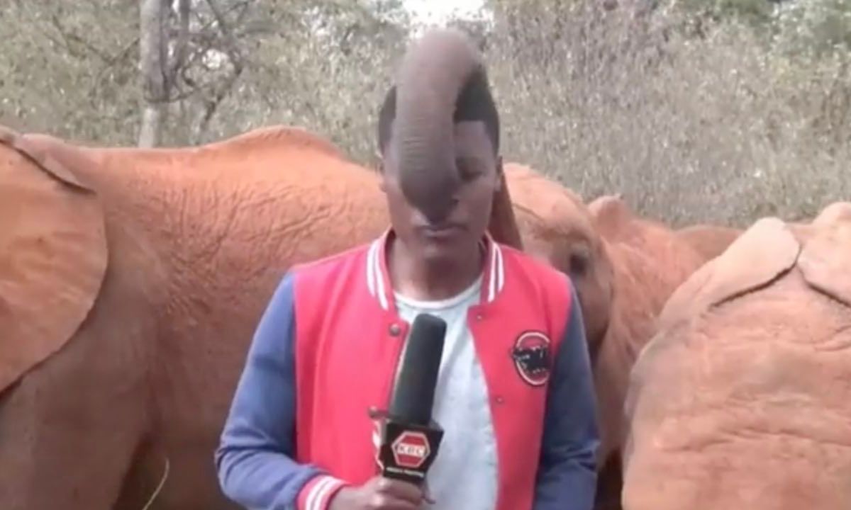 Presentator wordt bij zijn snufferd gegrepen door baby olifant