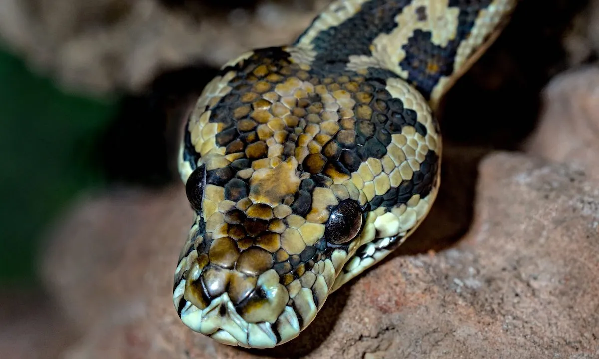 Bizarre beelden: alligator van 1,5 meter in buik van python aangetroffen