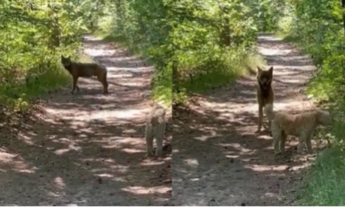 Wolf staat oog in oog met hond op de Utrechtse Heuvelrug