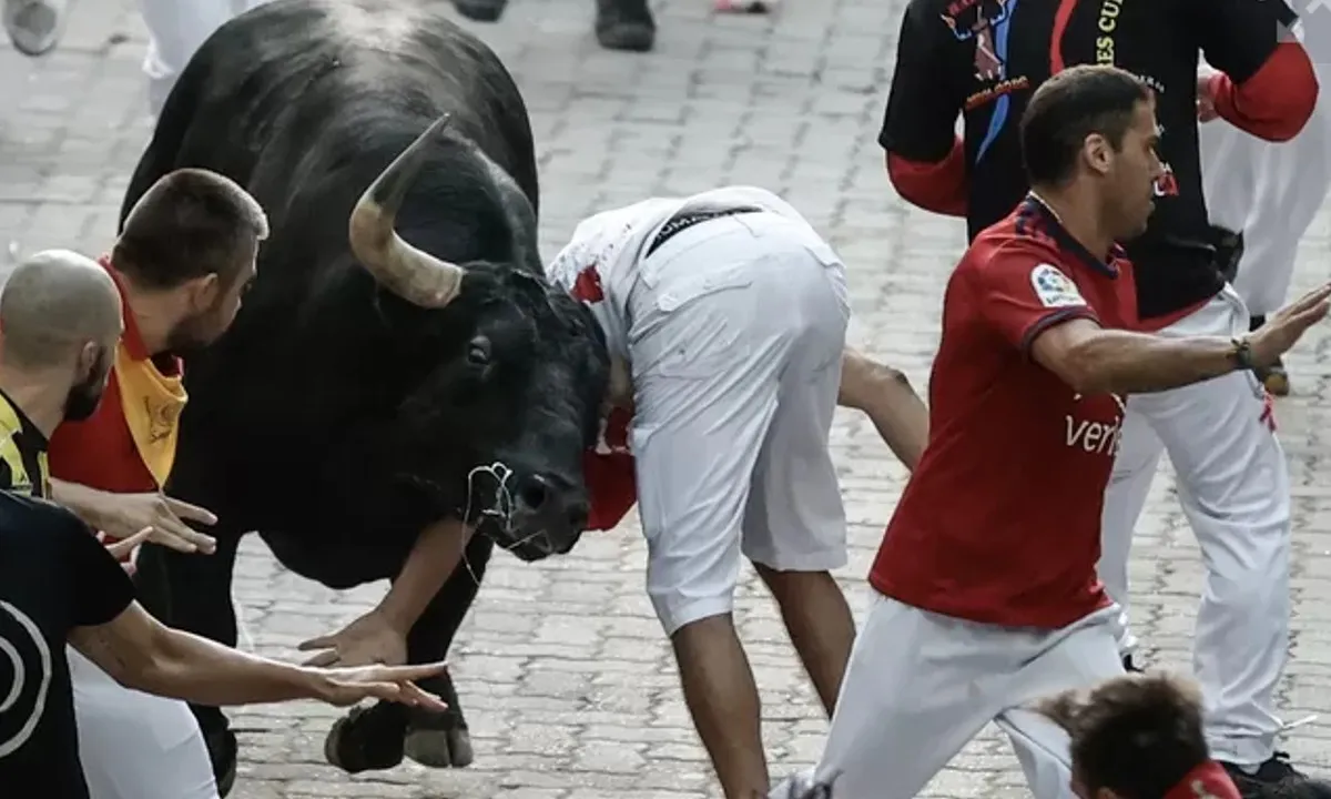 Compleet bloedbad: stier doorboort het kruis van Nederlandse man