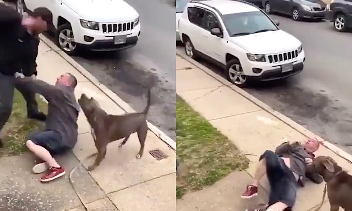 Man slaat agressieve pitbull en eigenaar op de muil