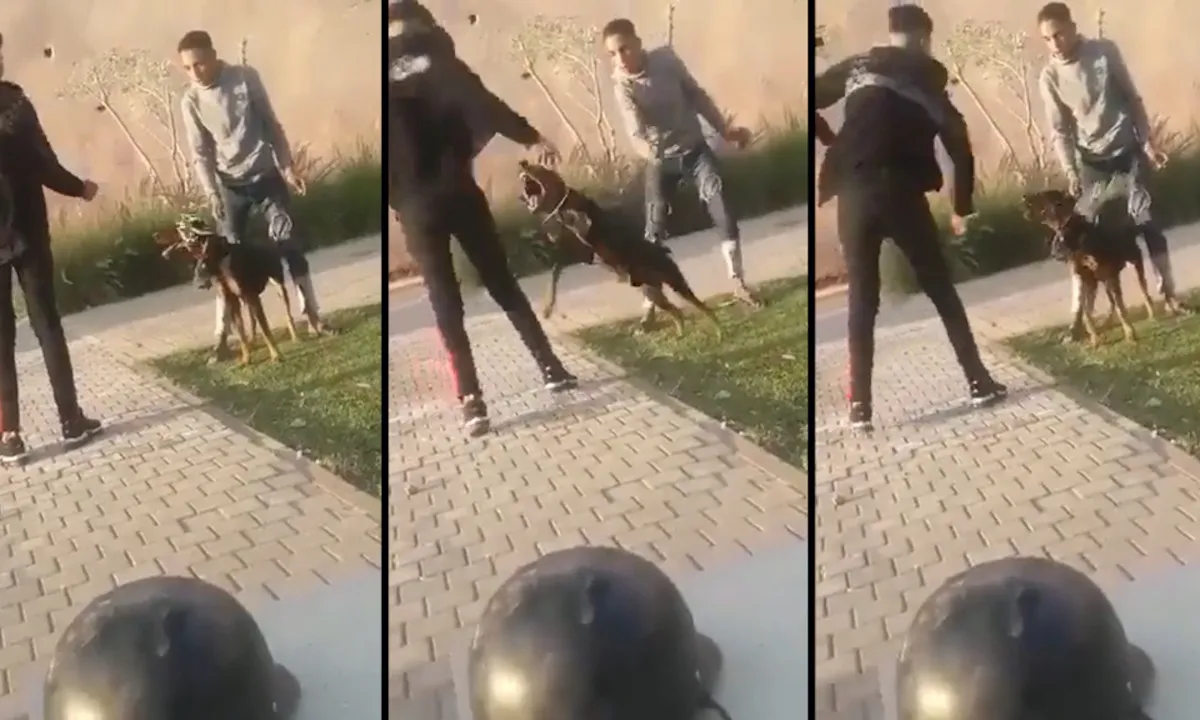 Portie karma voor man die hond met tak slaat