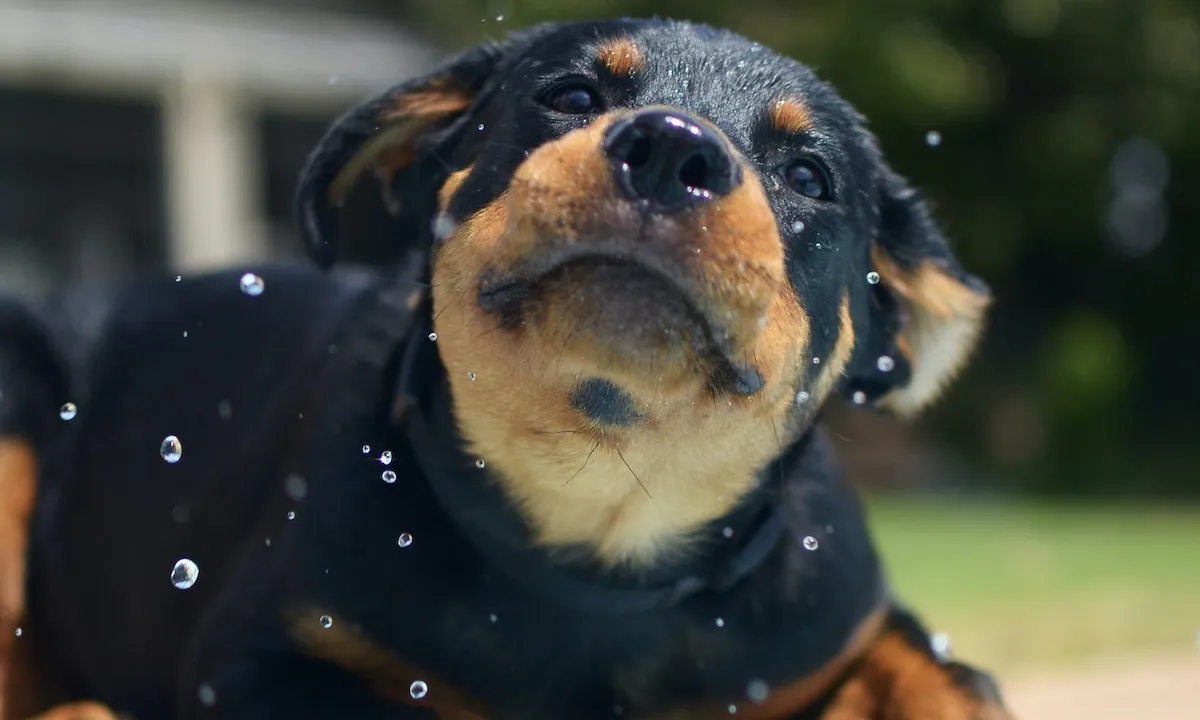 rottweiler puppy verbod
