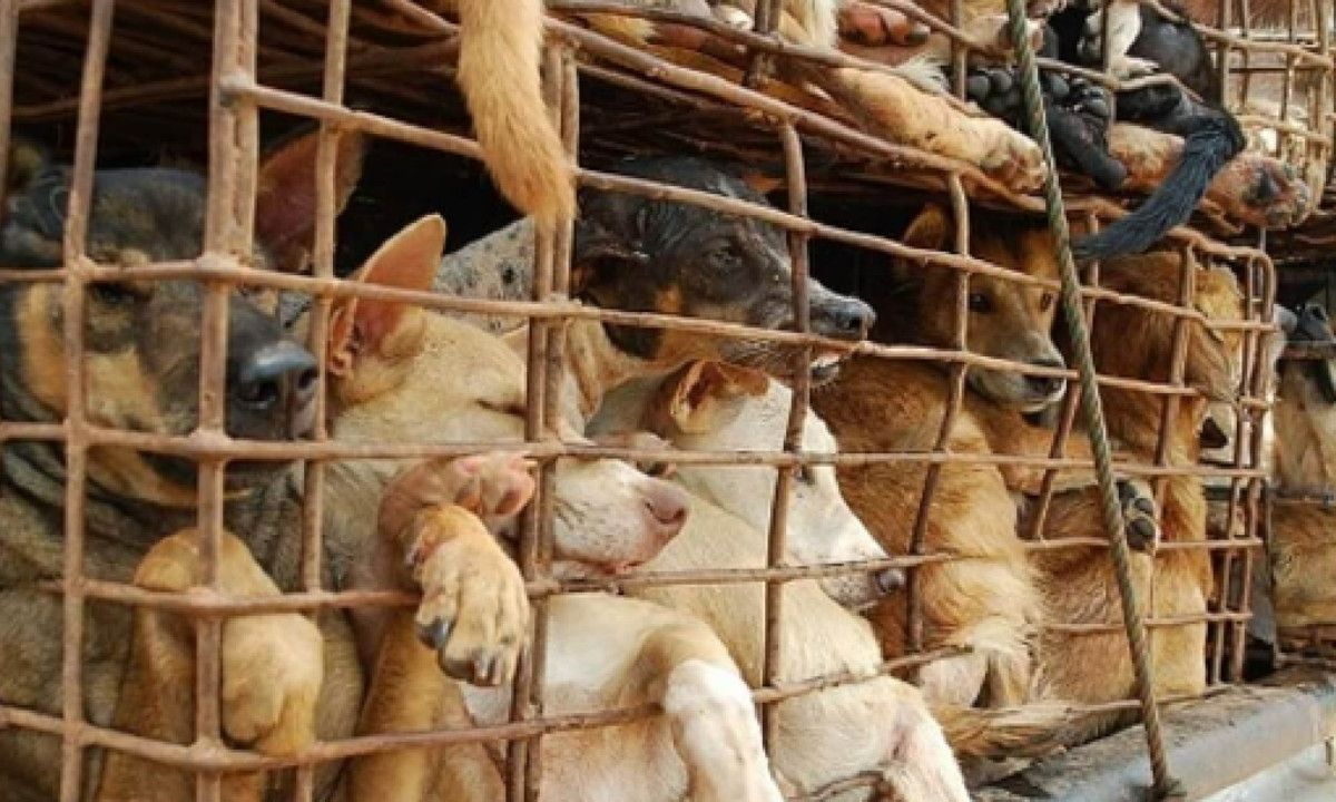 Eeuwenoud gebruik verdwijnt: Zuid-Korea wil het eten van hondenvlees gaan verbieden