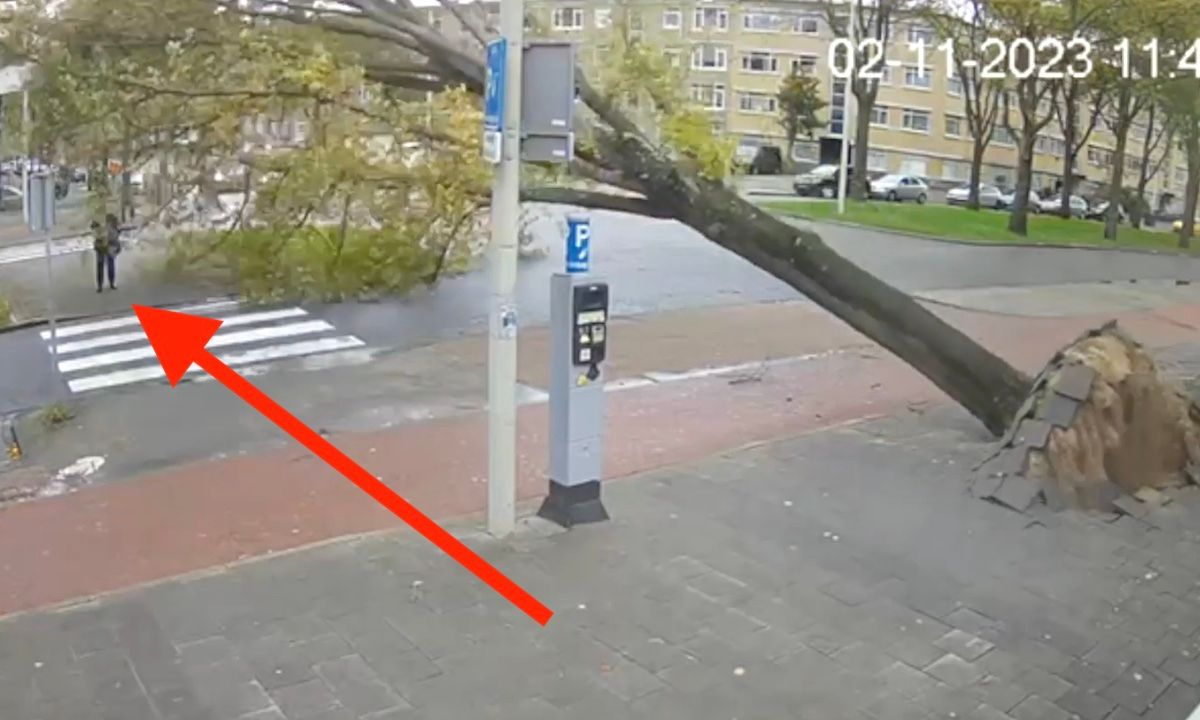 Vallende boom op vrouw in Den Haag vastgelegd op camera
