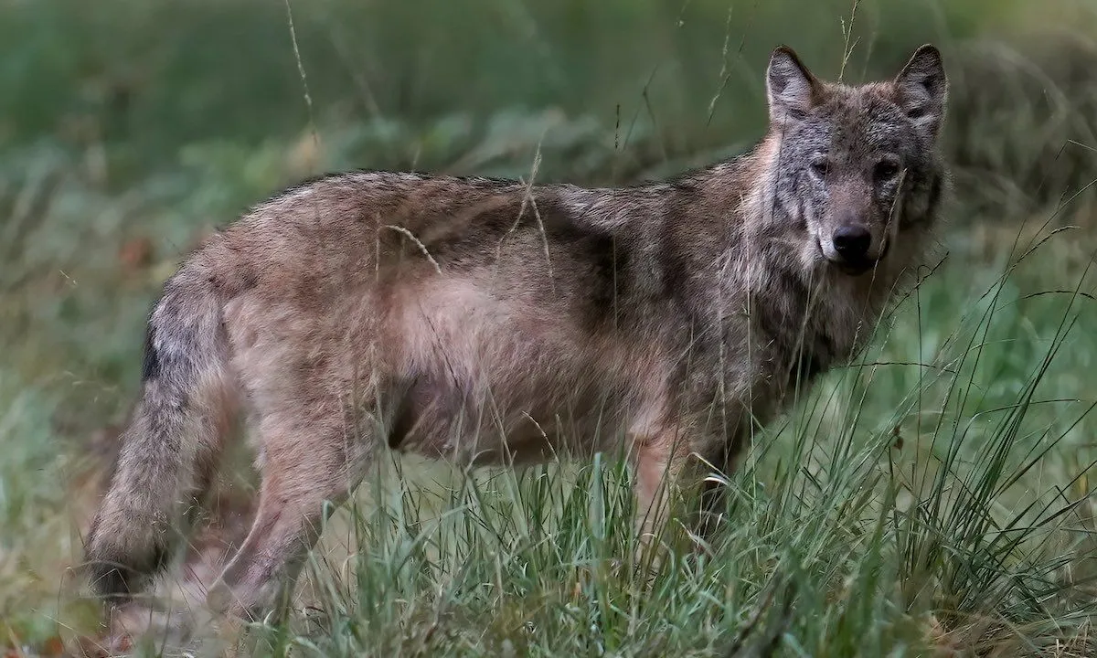wolven veluwe