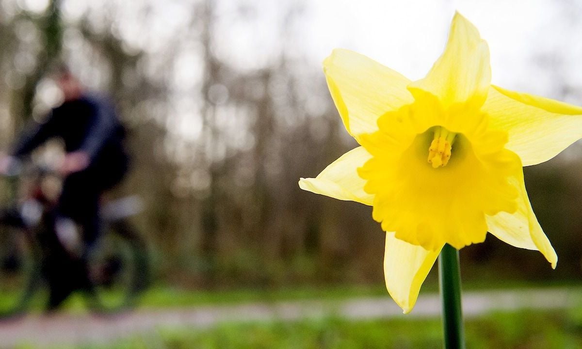 Warmste februari ooit gemeten door continu zacht weer