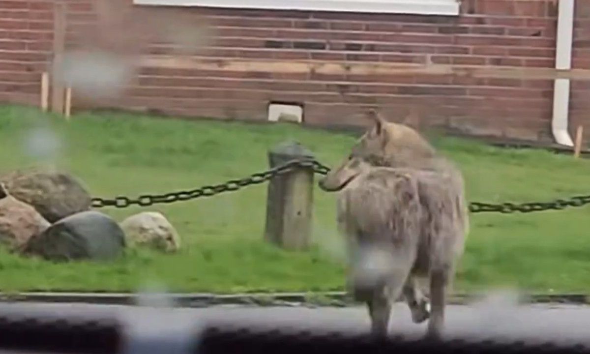 Loslopende wolf in woonwijk Drenthe jaagt bewoners de stuipen op het lijf