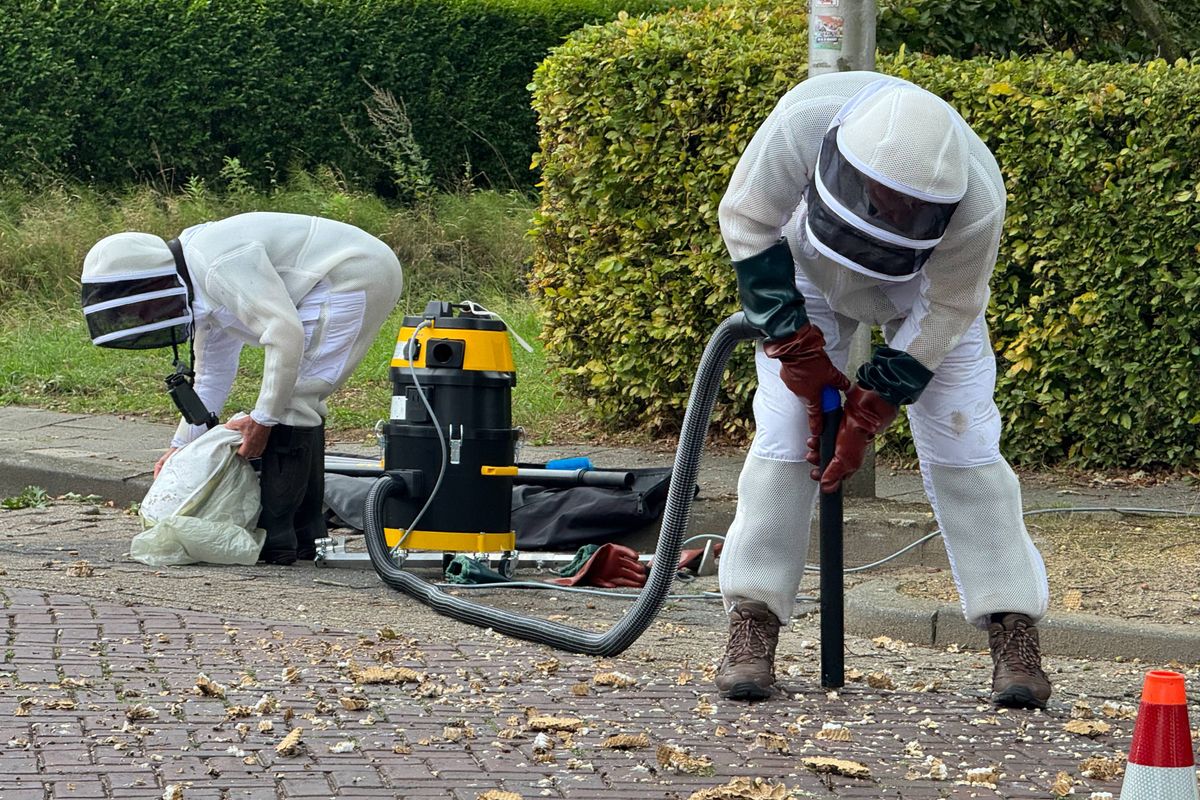 Kijk omhoog: zomernesten van Aziatische hoornaar nu zichtbaar
