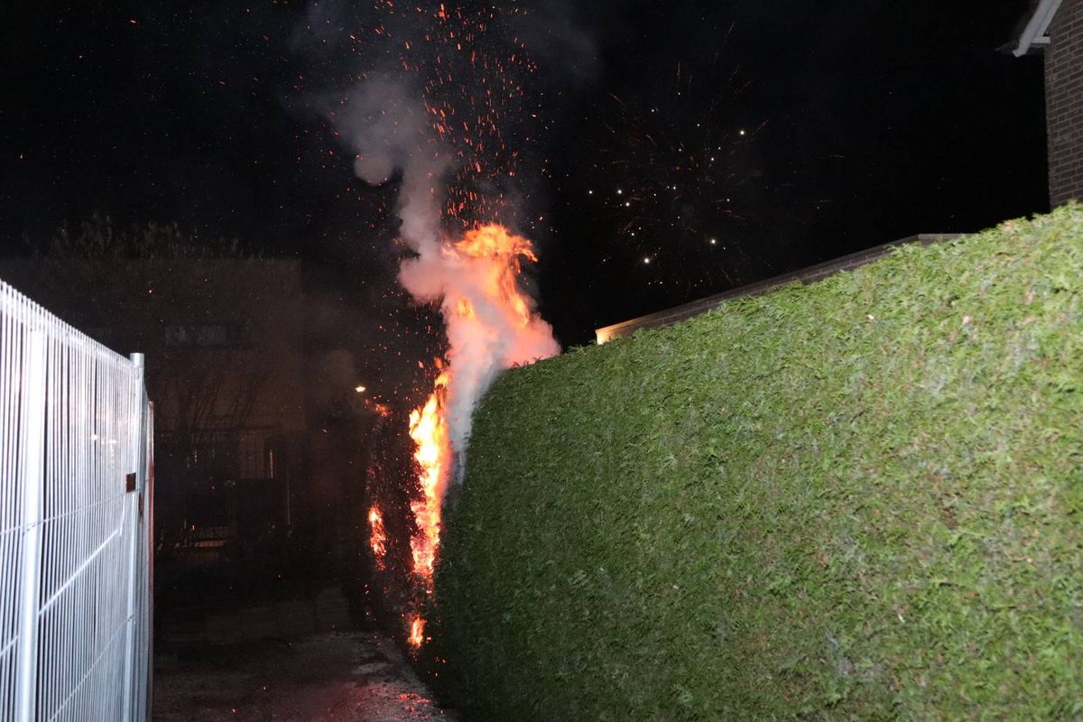 Brandweer blust brandende coniferenhaag in Sprang-Capelle