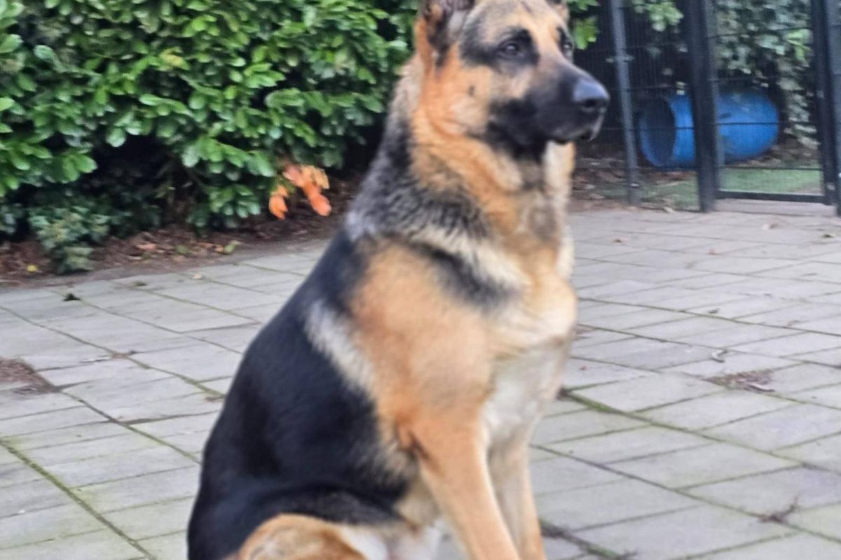 Duitse herder Billy wacht in asiel op nieuwe kans