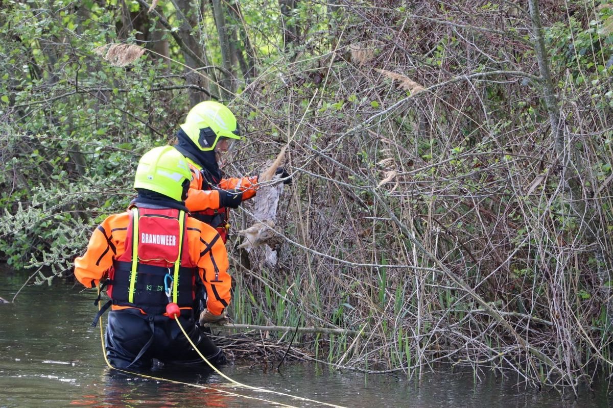 Vastzittende uil in boom boven water overleeft reddingsactie niet