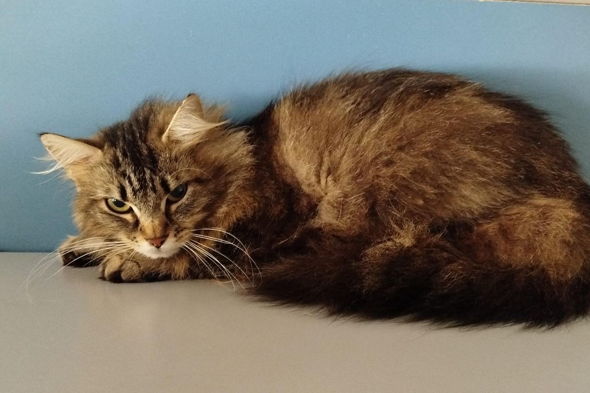 Lieve zoekt een liefdevol thuis na de zorg voor vijf kittens