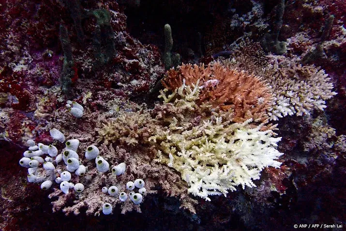 Massale koraalverbleking door warme oceanen