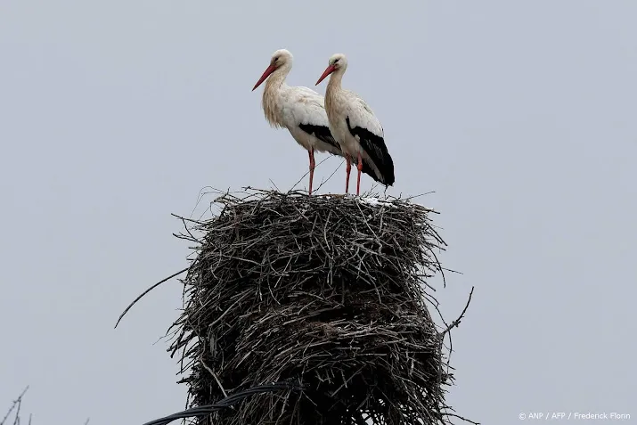 Vogels leggen recordaantal eieren voor camera's Beleef de Lente