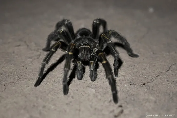 Duitse douane vindt 1500 tarantula's in koekjesverpakking