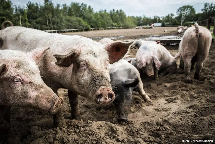 Aantal varkens voor het eerst sinds 1979 onder de 10 miljoen