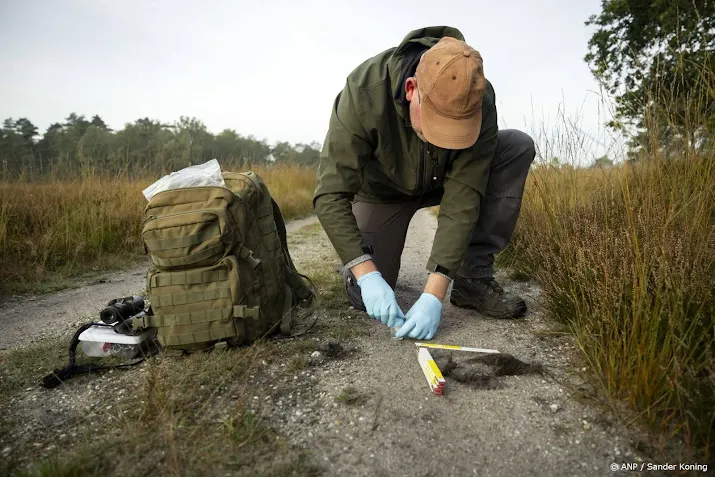 Twee nieuwe wolvenroedels in provincie Drenthe