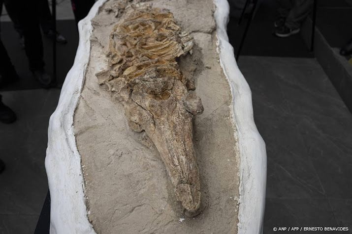 12 miljoen jaar oud fossiel van bruinvis gevonden in Peru