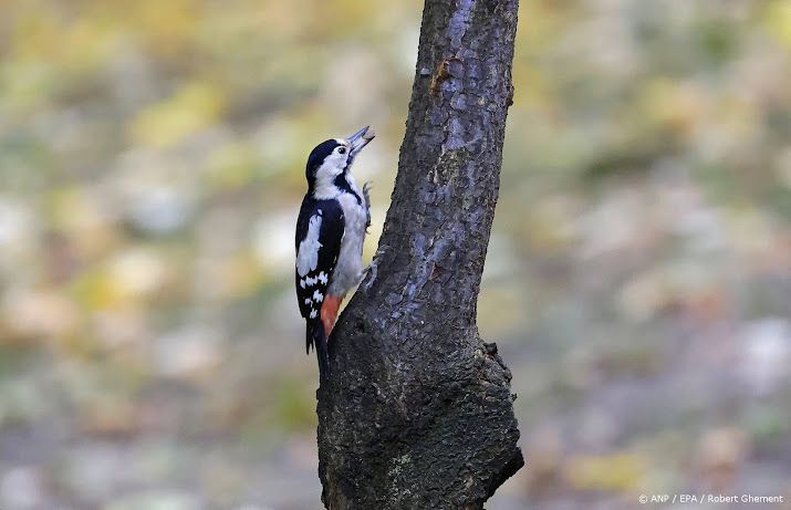 PBL: minimaal 150.000 hectare meer natuur nodig in 2050