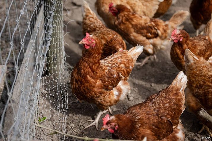 Weer vogelgriep vastgesteld in Drogeham, net als een week eerder