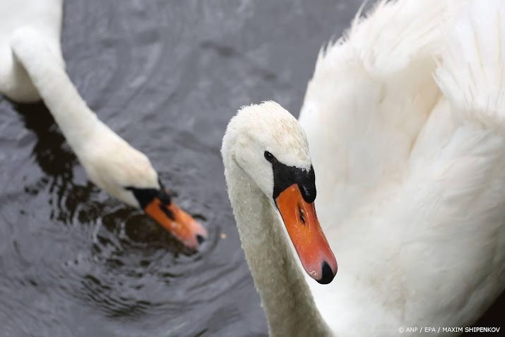 Tientallen zwanen met vogelgriep in natuurgebied bij Den Haag