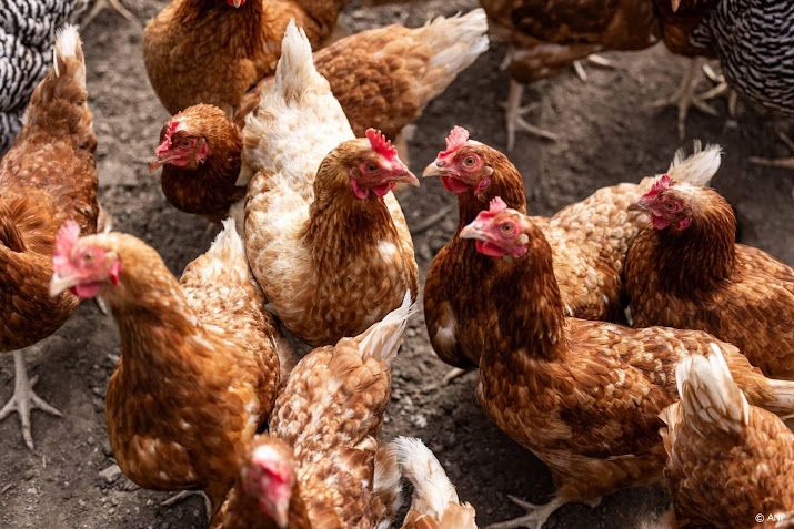 Hobbypluimveehouders bezorgd over impact vogelgriepmaatregelen