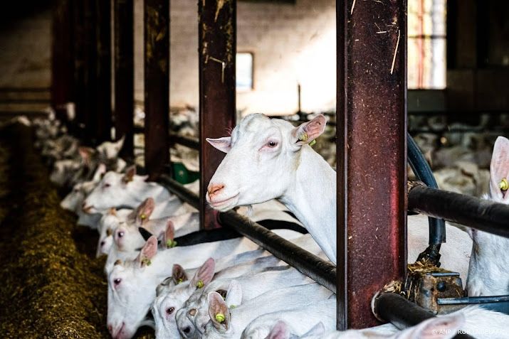 Onderzoek: omwonenden geitenstal krijgen vaker longontsteking