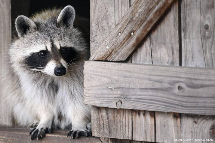 Rapport: samenwerking met buurlanden nodig voor aanpak wasberen