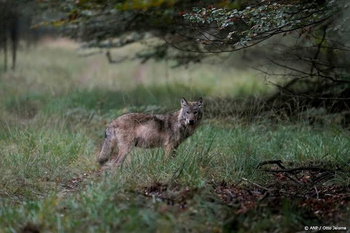Voor tweede dag op rij dode wolf gevonden in Drenthe