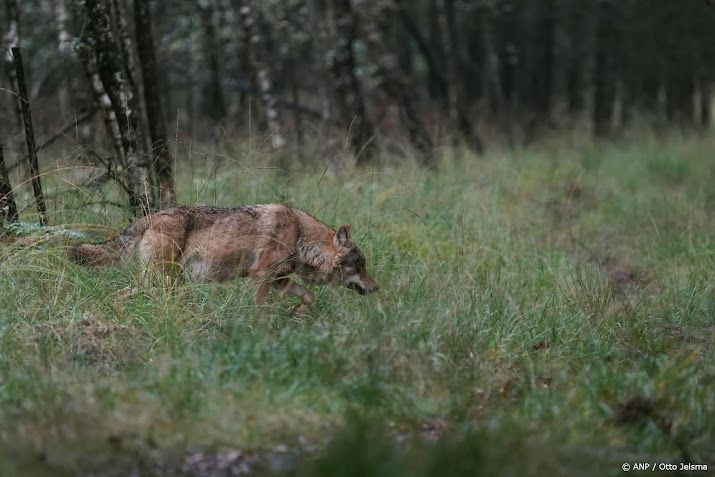 Opnieuw dode wolf aangetroffen in Drenthe