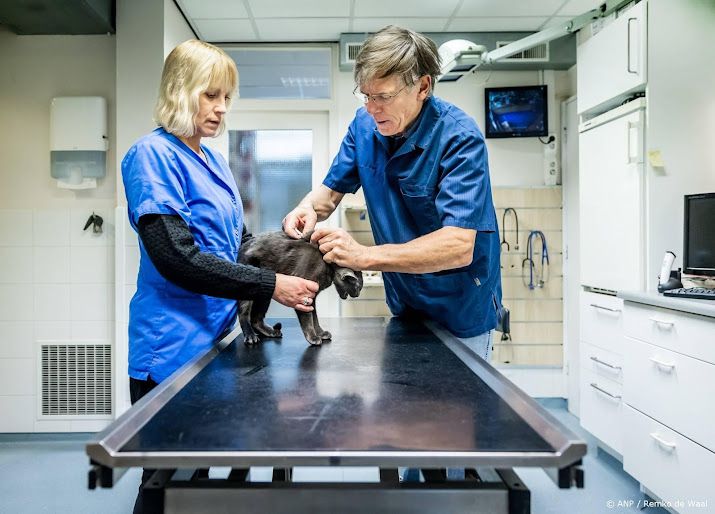 Eigenaar huisdier vaker te duur uit bij dierenarts, zegt ACM
