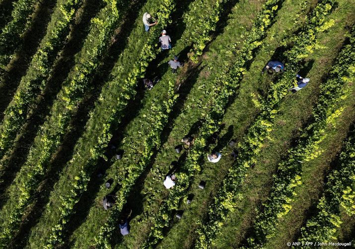 Duitse wijnbouwers kampen met grote crisis, waarschuwt branche