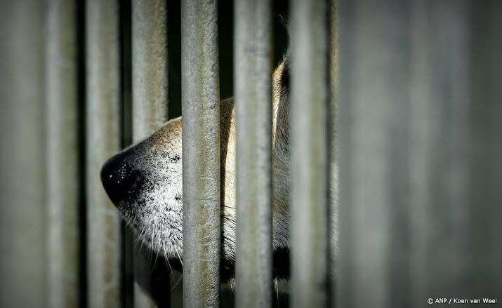 Belgische vrouw krijgt celstraf voor vasthouden man in hondenhok