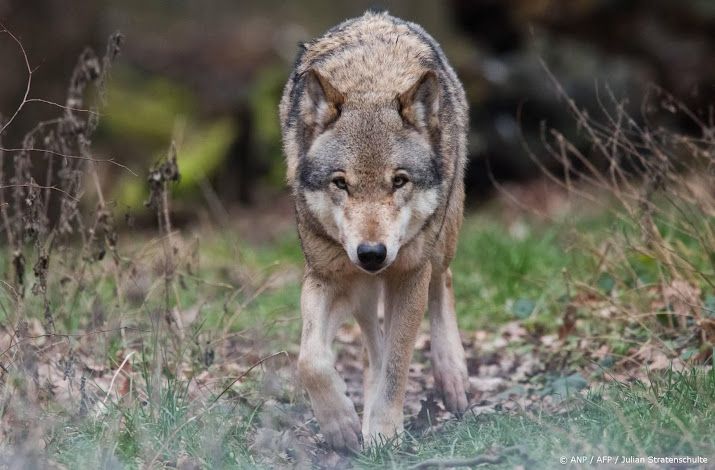 Duitse landbouwminister wil afschieten wolf makkelijker maken