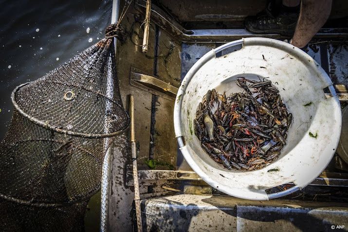 Delfland is wachten zat en gaat schadelijke rivierkreeften vangen