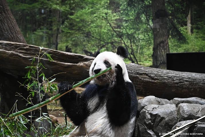 Grote drukte in dierentuin Japan voor afscheid panda's