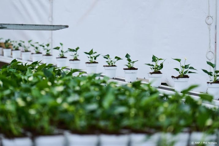 Failliete biologische plantenkwekerij Jongerius maakt doorstart