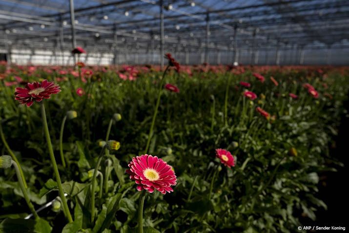 NVWA: bloementelers vaak de fout in met bestrijdingsmiddelen