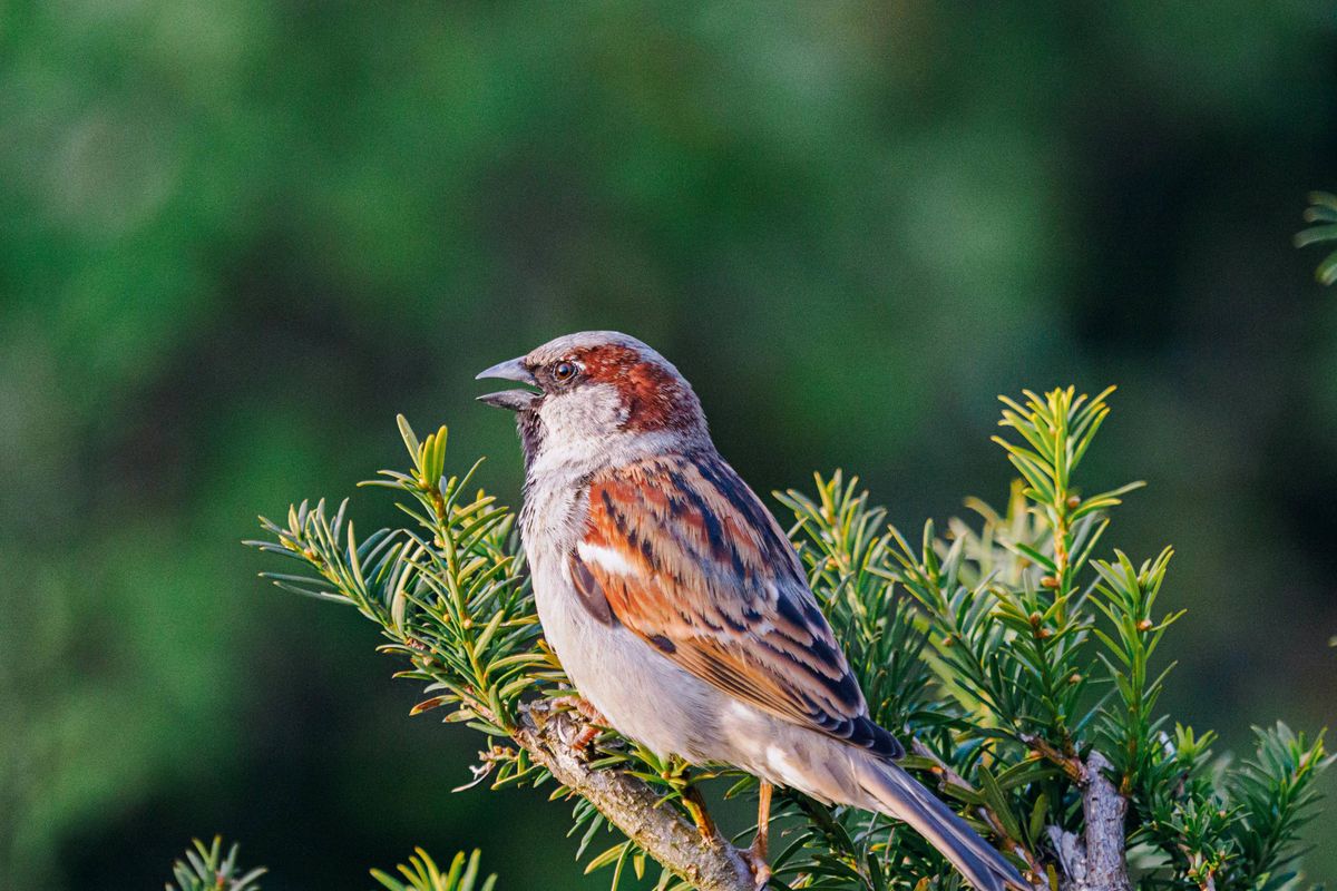 Vogels krijgen het steeds moeilijker in verstedelijkte gebieden: zo kun je ze helpen