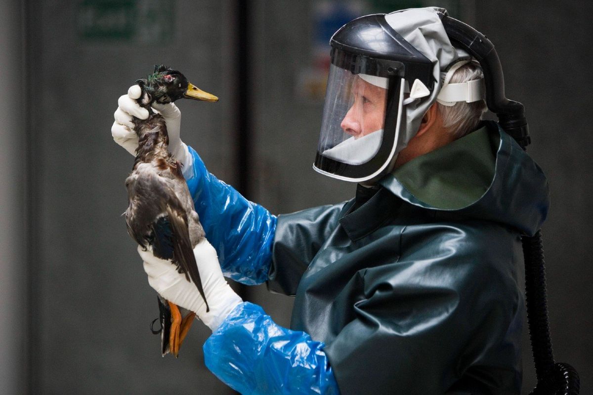 Waarschuwing: "Risico op nieuwe pandemie neemt toe door massale vogelgriep"