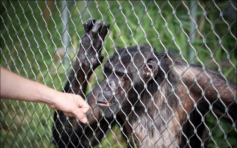 Bezoekster Antwerpse Zoo krijgt 'contactverbod’ met aap: “We hopen dat ze het begrijpt”