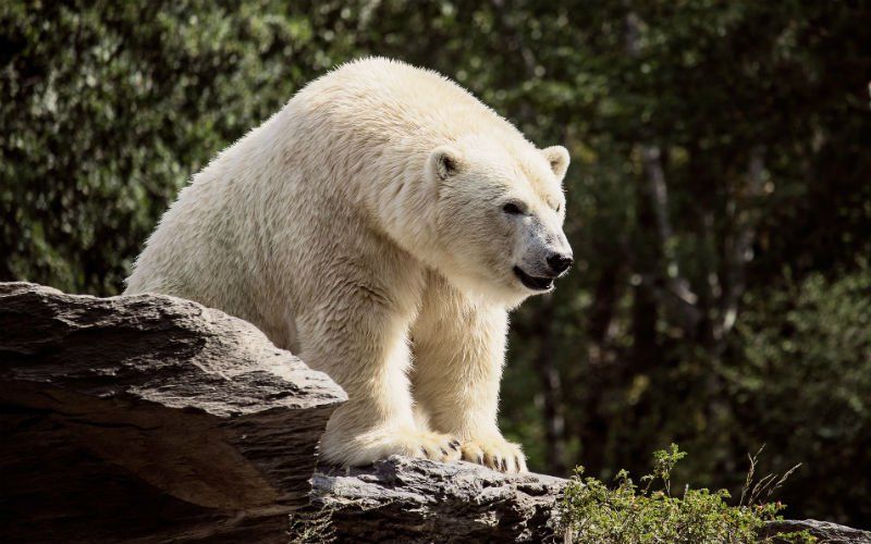 Meer dan 50 ijsberen vallen dorp binnen: De klimaatverandering laat zich voelen