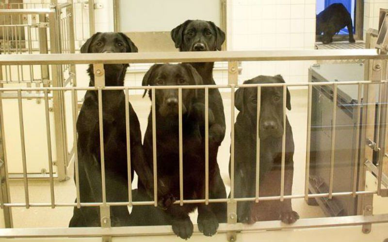 Zes labradors worden gedood tijdens dierenproeven