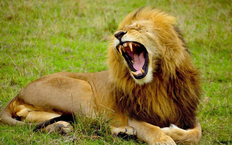 Werknemer (18) van zoo dood teruggevonden tussen de leeuwen, directie gaat uit van moord