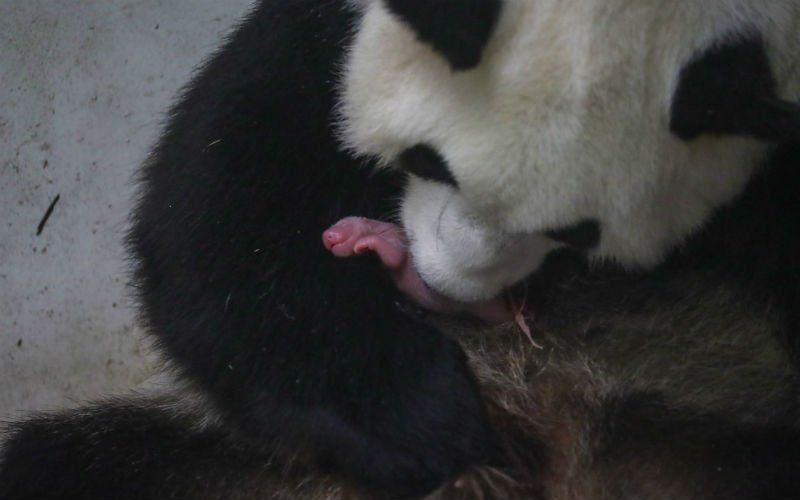 Pairi Daiza verwelkomt tweeling babypanda's: "Maar ze krijgen nog geen naam"