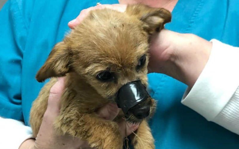 Puppy met dichtgeplakte muil wordt van brug gegooid: “Het geschreeuw ging door merg en been”