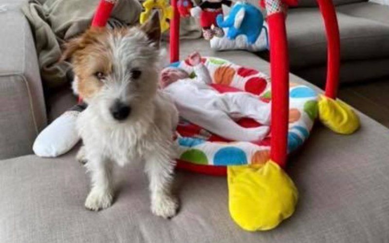 Dader opgepakt die hondje Dribbel doodstak: "Hij kan niet in de gevangenis belanden voor dierenmishandeling"