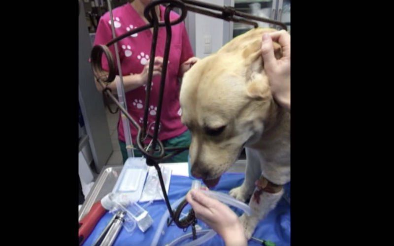 Honden belanden in illegale vossenklemmen van jagers: "Dit is hartverscheurend"