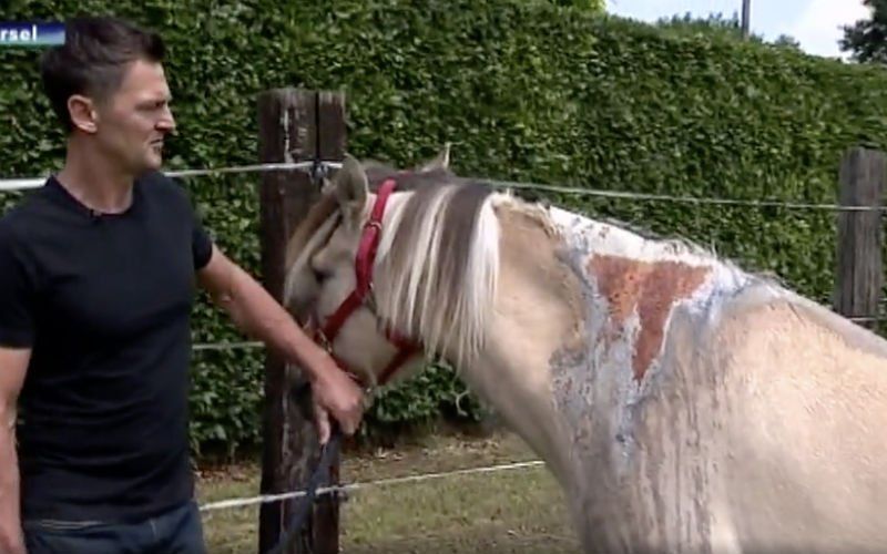 Paard wordt toegetakeld met zuur in Zoersel